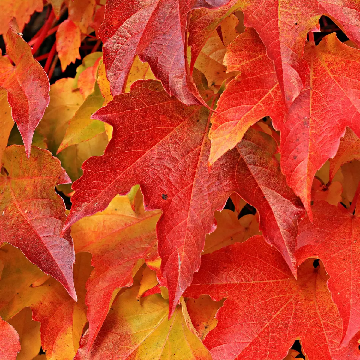 Unser Garten im Herbst